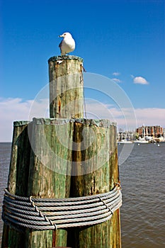 Annapolis harbor