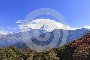 Annapurna mountain range view and Rhododendron, flower of Nepal, forest in Nepal