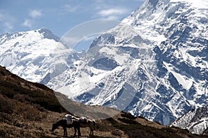 Annapurna - Nepal