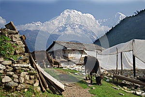 Annapurna South and Hiunchuli with Water Buffalo