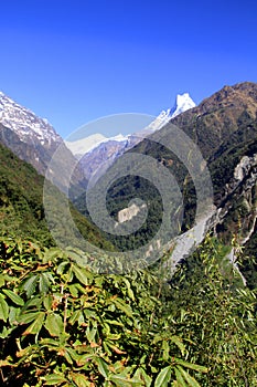 Annapurna valley with Machapuchare and rhododendro photo