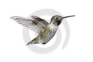 Annas Hummingbird (Calypte anna) photo