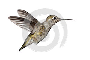 Annas Hummingbird (Calypte anna)