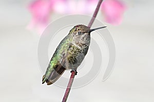 Annas Hummingbird (Calypte anna) photo