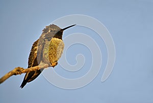 Annas Hummingbird (Calypte Anna)