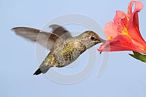 Annas Hummingbird (Calypte anna) photo