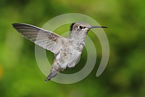 Annas Hummingbird (Calypte anna)