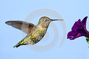 Annas Hummingbird (Calypte anna)