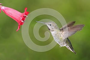 Annas Hummingbird (Calypte anna)