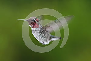 Annas Hummingbird (Calypte anna)