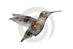 Annas Hummingbird (Calypte anna)