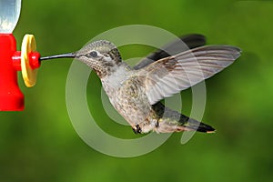 Annas Hummingbird (Calypte anna) photo