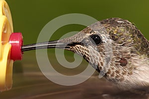 Annas Hummingbird (Calypte anna) Macro photo