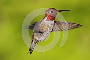 Annas Hummingbird (Calypte anna) photo