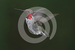 Annas Hummingbird (Calypte anna) photo