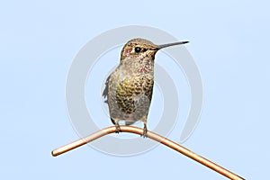Annas Hummingbird (Calypte anna) photo