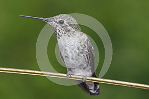 Annas Hummingbird (Calypte anna) on a wire photo