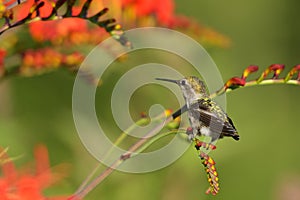 Annas Hummingbird Feeding on Crocosmia flowers
