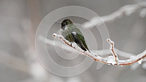 Annas Hummingbird on frozen twig