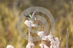 Annas hummingbird gathering nest material