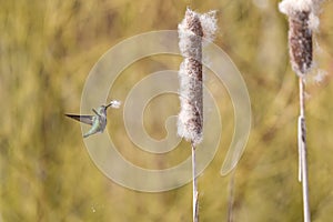 Annas hummingbird gathering nest material