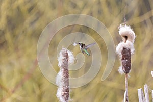 Annas hummingbird gathering nest material