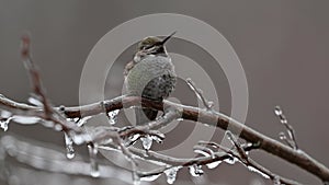 Annas Hummingbird on ice covered tree branch in winter with bird head turning and frozen water drips