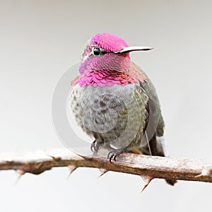 Annas Hummingbird Male with its Pink Feathers