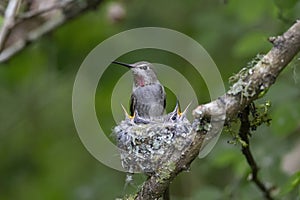 Annas hummingbird nest