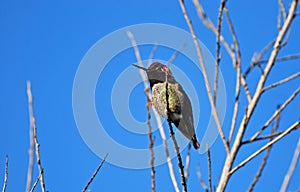 Annas Hummingbird at Newport backbay, California. photo