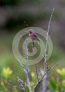 Annas hummingbird perched on a branchat McWay falls California