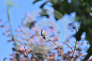 Annas Hummingbird perched in a tree 6