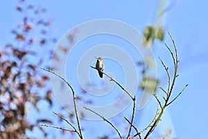 Annas Hummingbird perched in a tree 1
