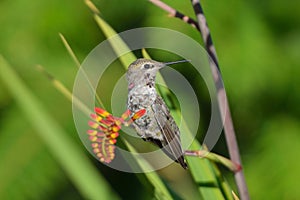 Annas Hummingbird Standing on Crocosmia flowers