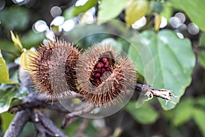 Annatto Bixa orellana is a large shrub or small tree produces spiny red fruits popularly called urucum