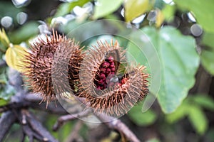 Annatto Bixa orellana is a large shrub or small tree produces spiny red fruits popularly called urucum photo