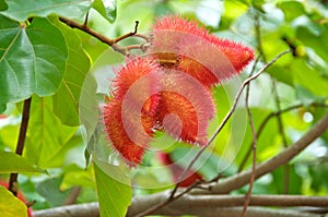 Annatto dye seed