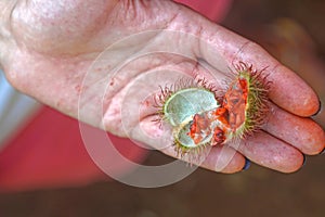 Annatto fruit Zanzibar