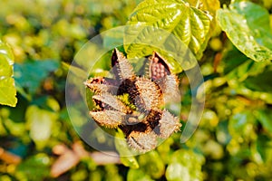 The annatto plantation in Mato Grosso do Sul. Annatto is planted mainly by family farmers