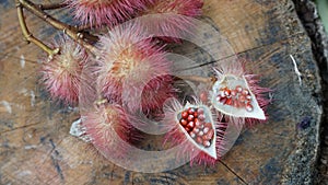 Annatto, seeds and fruits photo