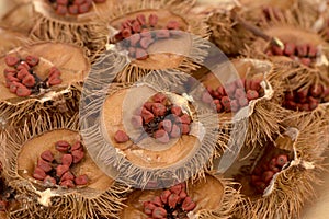 Annatto Tree Bixa orellana L. fruits. photo