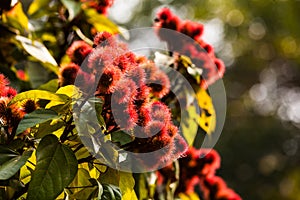 Annatto tree