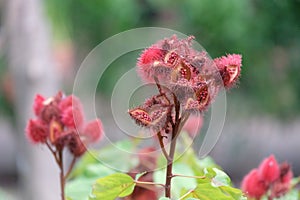 Annatto tree in the forest, Thailand