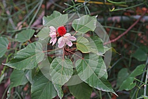 Annatto Tree, medicinal plant and pigment