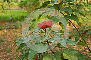 Annatto Tree, tropical plant use as food and natural dye for food