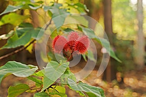 Annatto Tree, tropical plant use as food and natural dye for food
