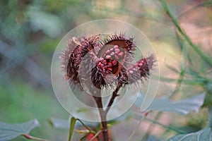 Annatto Tree, tropical plant use as food and natural dye for food