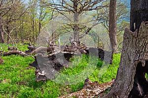 Annealed and deformed ancient oaks. The consequences of the bomb