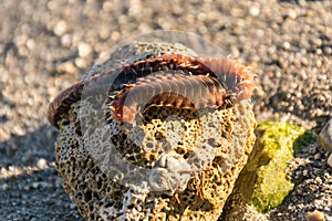 Marine annelid worms on the seashore.