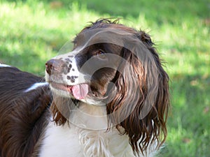 Annie photo